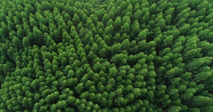 Aerial top view of waving summer green trees in forest