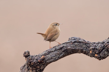 Ritratto di scricciolo comune (Troglodytes troglodytes)