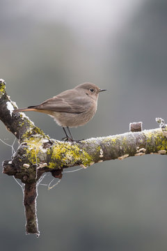 Codirosso spazzacamino femmina (Phoenicurus ochruros)