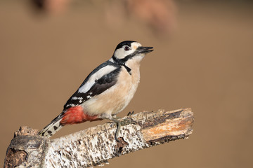Picchio rosso maggiore femmina (Dendrocopos major) si alimenta su un albero di betulla