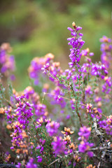 Obraz premium Fleurs sauvages, la Bruyère