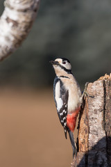 Picchio rosso maggiore che martella sull'albero (Dendrocopos major)