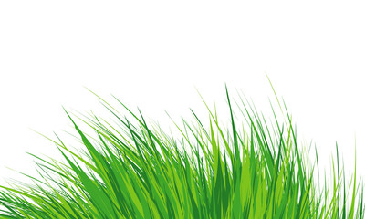 Obraz premium Grass Border , Simple meadow grass, wild lawn. Vector Illustration