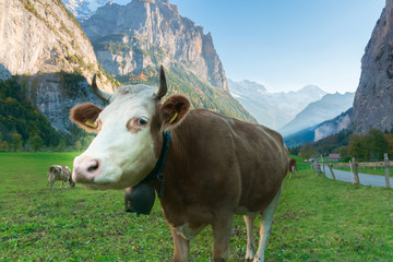 Fototapeta na wymiar The cow in Beautiful alpine landscape green valley, Switzerland , autumn.