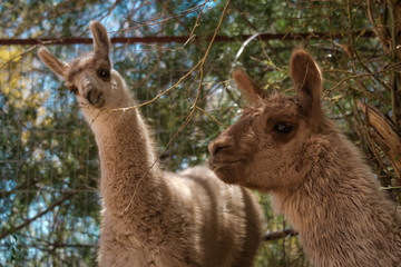 Two woolly llamas in woodland