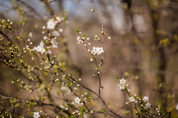 Cherry blossom tree with white flower. Spring background