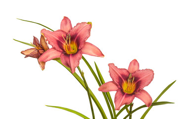 Lilac  hemerocallis  (daylily)  "Mildred Mitchell"