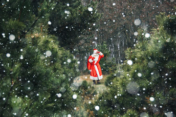 Santa Claus in a snow forest