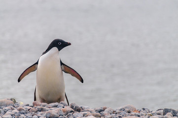 A single Adelie Penguin standing on the shore of Paulet Island, near the Antarctic Peninsula