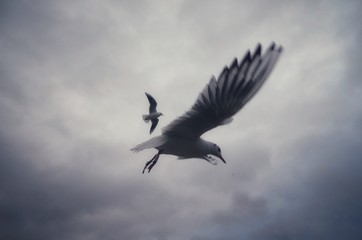 seagull in flight