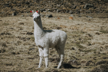 White lama full-length outdoors