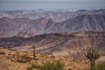Cactuses growing on the slopes in Andes