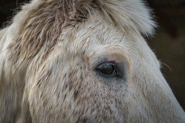 Close up on the eye of a dappled grey horse
