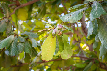 Pigeon Plum Tree, Coccoloba Diversifolia.