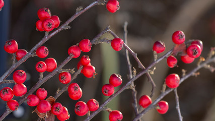 Cornus fruit .Dogwood berries are hanging on a branch of dogwood tree.