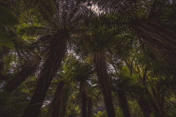 Dark forest with fern trees from low angle