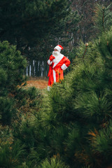 Santa Claus in the forest