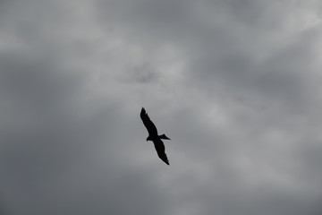 Fototapeta na wymiar silhouette of a soaring bird