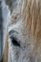 Cropped close up view of the eye a grey horse