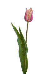 pink tulip  on a white background
