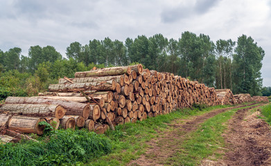Stack of thick tree trunks at the edge of a the forest