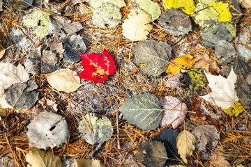 Fall leaves HD for earthy crisp and beautiful background wallpaper.