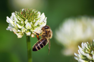 L'abeille sur une feuille de trèfle.