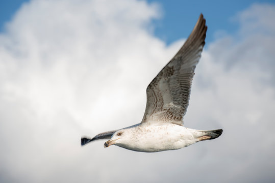 Flying Seagull With Clouds And Blue Sky