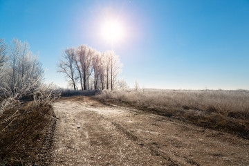 The sun over Meadows, bushes and trees covered with frost