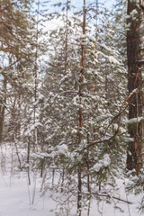 Snowy forest