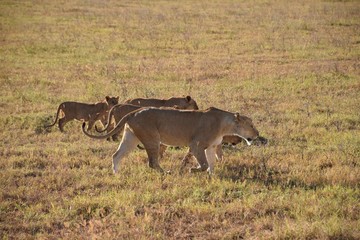 Queens of the jungle