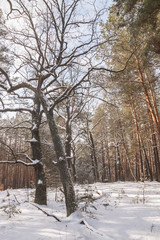 Snow-covered oaks   of   forest in winter