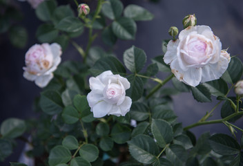 Beautiful roses in garden, roses for Valentine Day.