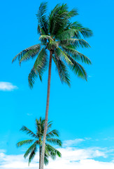 Fototapeta na wymiar Coconut tree on sunny blue sky and white clouds. Summer and paradise beach concept. Tropical coconut palm tree. Summer vacation on the island.
