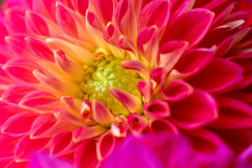 赤いダリアの花