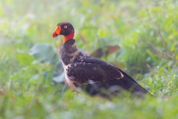 King vulture, Sarcoramphus papa, large bird found in Central and South America. Flying bird, forest in the background. Wildlife scene from tropic nature. Red head bird. Condor with open wing, Panama