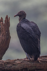 King vulture, Sarcoramphus papa, large bird found in Central and South America. Flying bird, forest...