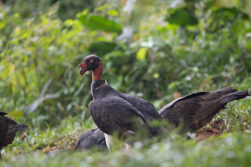 King vulture, Sarcoramphus papa, large bird found in Central and South America. Flying bird, forest in the background. Wildlife scene from tropic nature. Red head bird. Condor with open wing, Panama