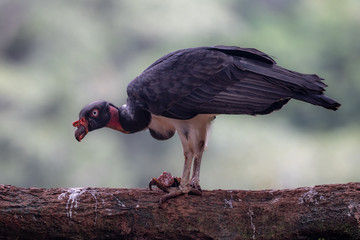 King vulture, Sarcoramphus papa, large bird found in Central and South America. Flying bird, forest...