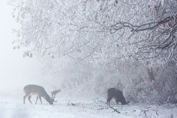 deer and muflon in snow