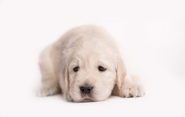 Golden Retriever dog on a white background