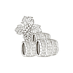 Grape branch and barrels sketch