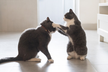 Two British short-haired cats playing