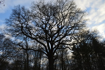 Mächtige Eiche am Waldrand des 