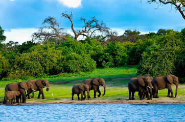 Elephant Family - Chobe National Park - Botswana
