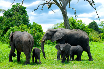 Fototapeta premium Elephant Family - Chobe National Park - Botswana