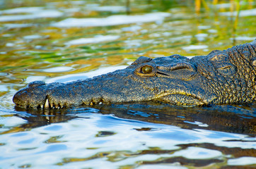 Crocodile - Chobe National Park - Botswana