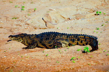 Fototapeta premium Crocodile - Chobe National Park - Botswana