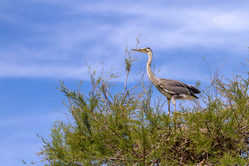 Heron - Pont de Gau - Camargue - France