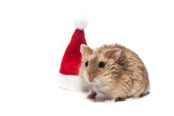 Small dwarf campbell hamster with Christmas hat, in studio